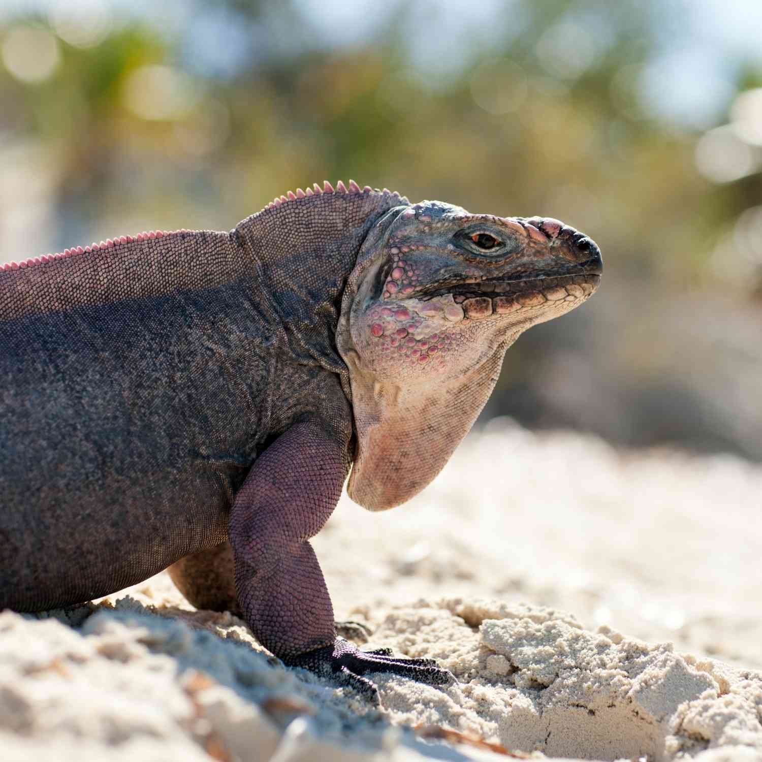 Iguana Exumas Land & Sea Park, The Exumas